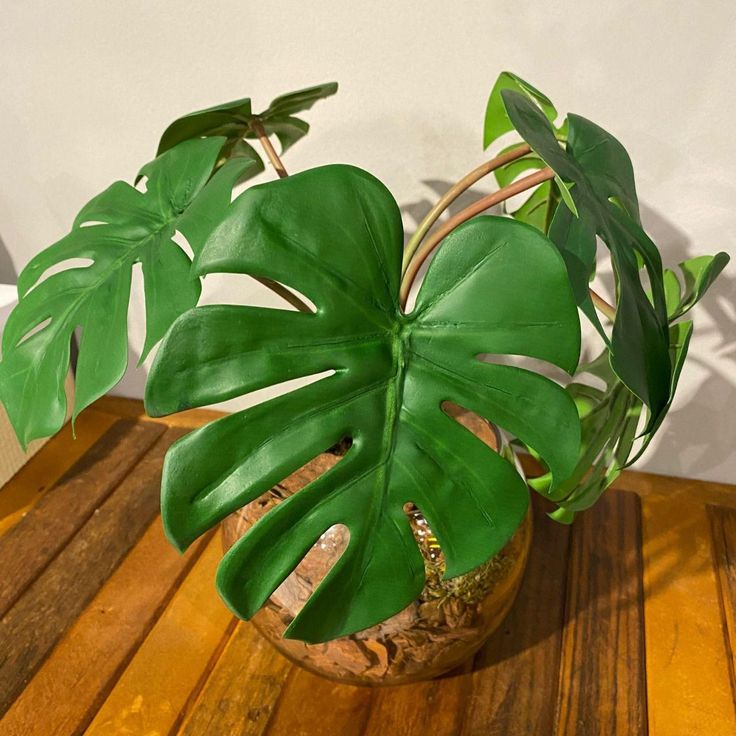 Monstera deliciosa saudável em vaso sobre mesa de madeira