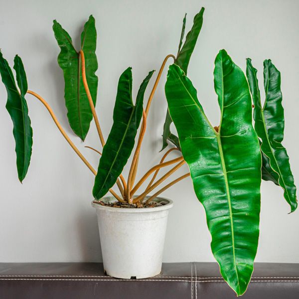 Filodendro de folhas longas, saudável e verde