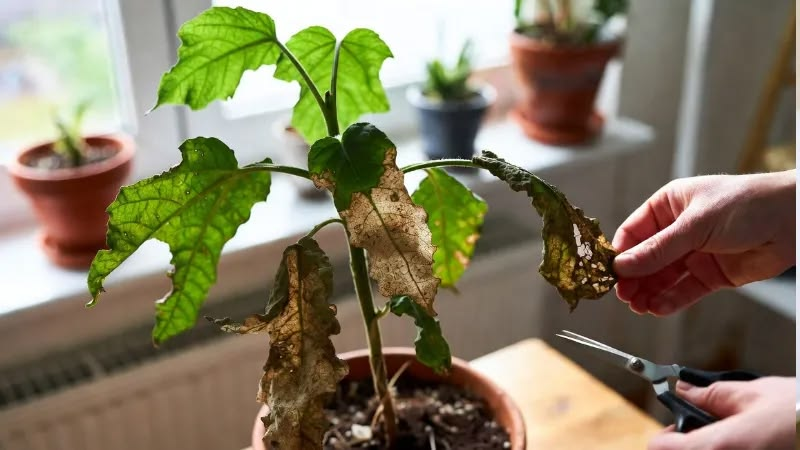 Como recuperar plantas enfraquecidas