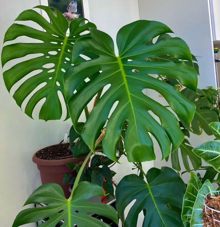 Monstera deliciosa grande, saudável e bem desenvolvida
